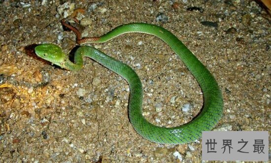 【图】竹叶青蛇最怕雄黄酒，和白娘子传奇里面的白蛇