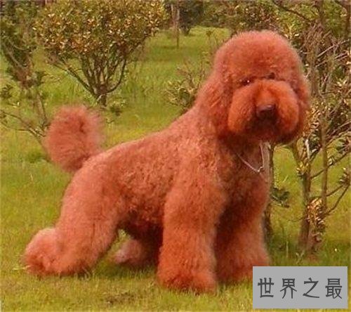 【图】巨型泰迪发情会来大姨妈 喂养它要留意这些事项