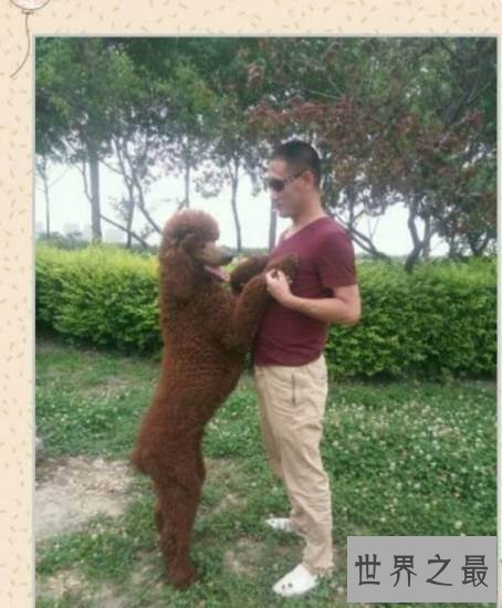 【图】巨型泰迪发情会来大姨妈 喂养它要留意这些事项