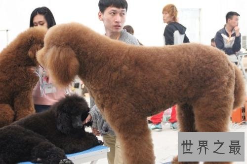 【图】巨型泰迪发情会来大姨妈 喂养它要留意这些事项