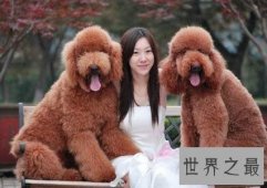 【图】巨型泰迪发情会来大姨妈 喂养它要注意这些事项