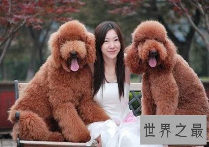 【图】巨型泰迪发情会来大姨妈 喂养它要留意这些事项