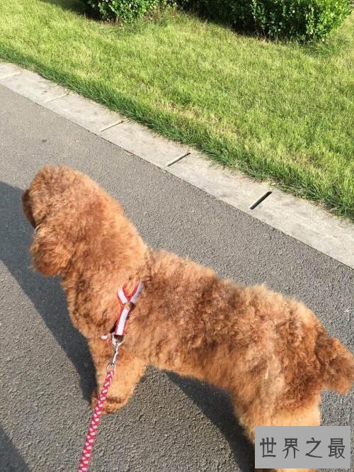 【图】巨型泰迪发情会来大姨妈 喂养它要留意这些事项