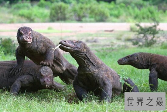 【图】恐龙的近亲厉害的科莫多巨蜥，如今也以成为频