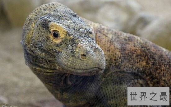 【图】恐龙的近亲厉害的科莫多巨蜥，如今也以成为频