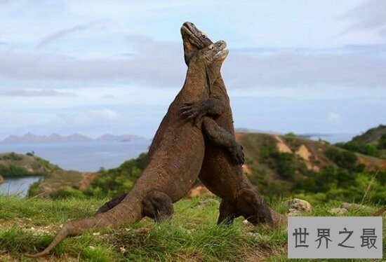 【图】恐龙的近亲厉害的科莫多巨蜥，如今也以成为频