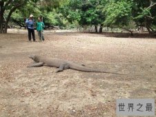 【图】恐龙的近亲凶猛的科莫多巨蜥，现在也以成为频