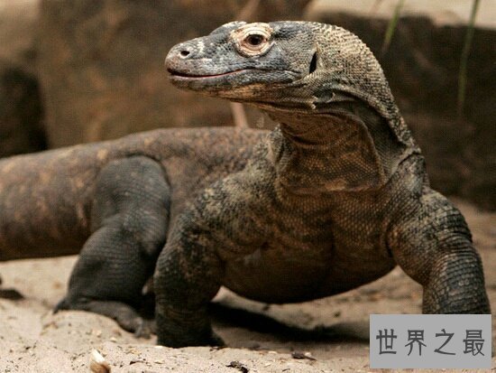【图】恐龙的近亲厉害的科莫多巨蜥，如今也以成为频