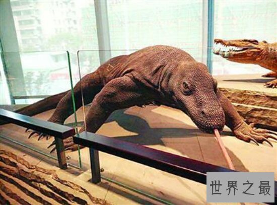 【图】恐龙的近亲厉害的科莫多巨蜥，如今也以成为频