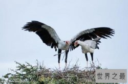 【图】眼镜王蛇最害怕的动物，个个都是捕蛇能手