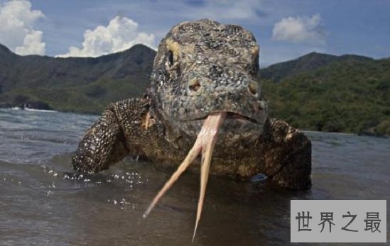 【图】眼镜王蛇最害怕的动物，个个都是捕蛇能手