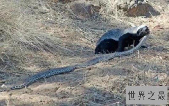 【图】眼镜王蛇最害怕的动物，个个都是捕蛇能手