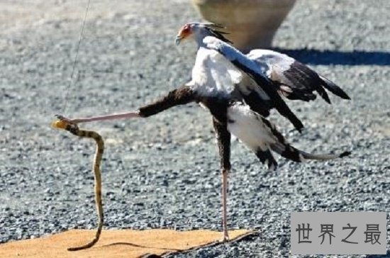 【图】眼镜王蛇最害怕的动物，个个都是捕蛇能手