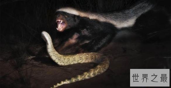 【图】眼镜王蛇最害怕的动物，个个都是捕蛇能手