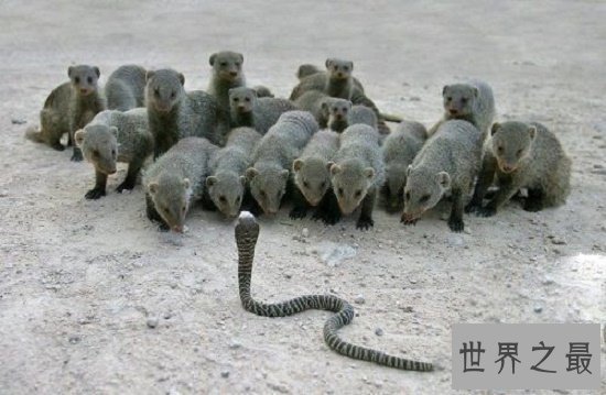 【图】眼镜王蛇最害怕的动物，个个都是捕蛇能手