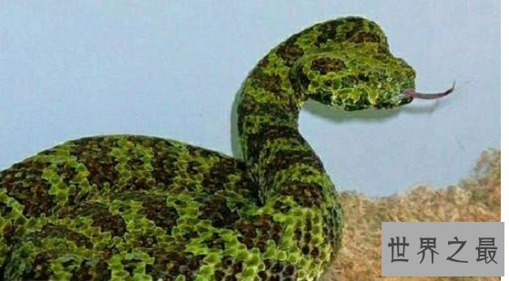 【图】莽山烙铁头是中国最罕见巨型剧毒蛇，却被眼镜