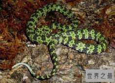 【图】莽山烙铁头是中国最稀有巨型剧毒蛇，却被眼镜