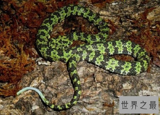 【图】莽山烙铁头是中国最罕见巨型剧毒蛇，却被眼镜