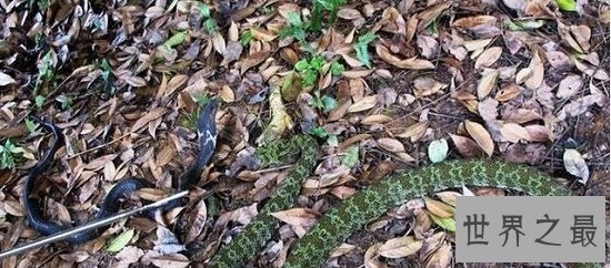 【图】莽山烙铁头是中国最罕见巨型剧毒蛇，却被眼镜