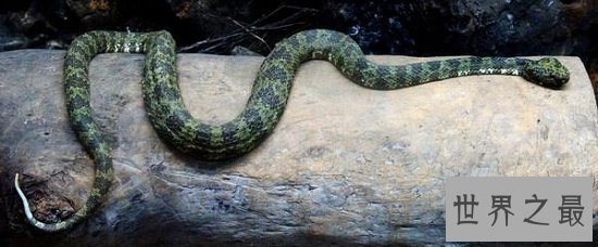 【图】莽山烙铁头是中国最罕见巨型剧毒蛇，却被眼镜