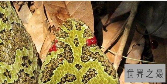 【图】莽山烙铁头是中国最罕见巨型剧毒蛇，却被眼镜