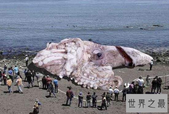 【图】大王乌贼vs抹香鲸强强对决 体长20米却被抹香蚕食