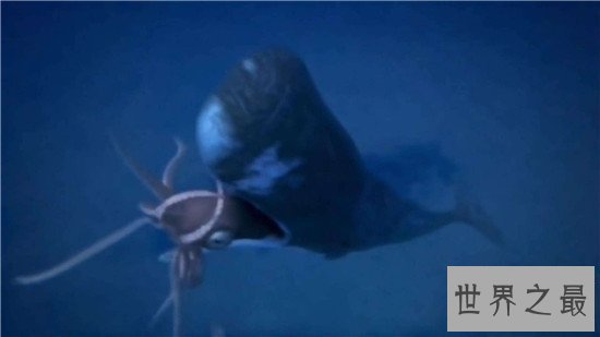 【图】大王乌贼vs抹香鲸强强对决 体长20米却被抹香蚕食
