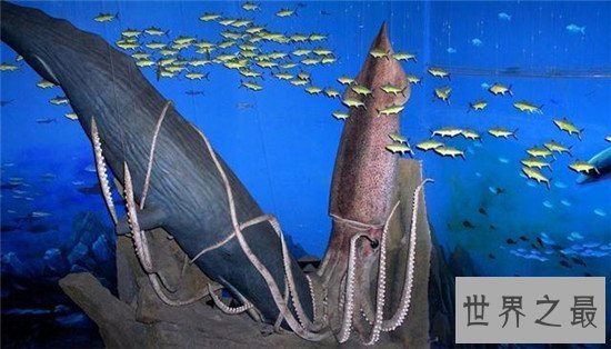 【图】大王乌贼vs抹香鲸强强对决 体长20米却被抹香蚕食
