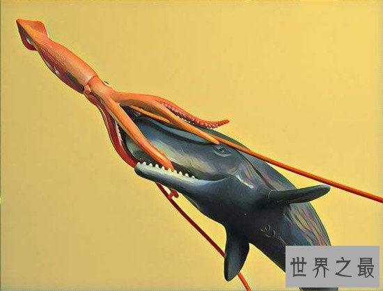 【图】大王乌贼vs抹香鲸强强对决 体长20米却被抹香蚕食