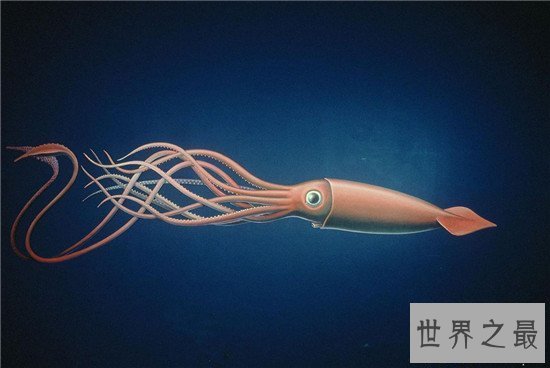 【图】大王乌贼vs抹香鲸强强对决 体长20米却被抹香蚕食