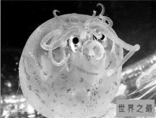 【图】小猪章鱼堪称世界最奇怪的海洋生物之一 长得像