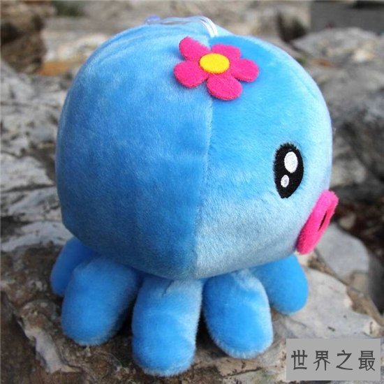 【图】小猪章鱼可谓世界最奇异的陆地生物之一 长得像