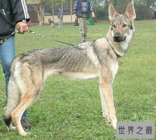 【图】最珍贵结晶捷克狼犬，留意冒充混血狼犬相当危