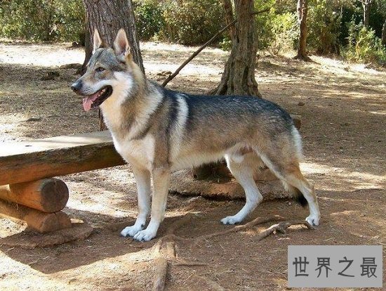 【图】最珍贵结晶捷克狼犬，留意冒充混血狼犬相当危