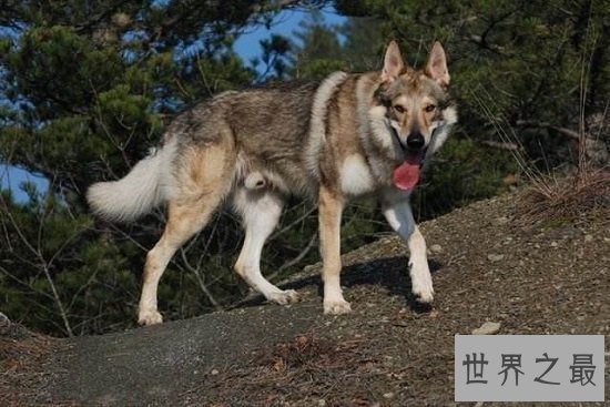 【图】最珍贵结晶捷克狼犬，留意冒充混血狼犬相当危