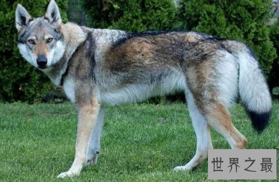 【图】最珍贵结晶捷克狼犬，留意冒充混血狼犬相当危