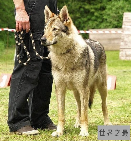 【图】最珍贵结晶捷克狼犬，留意冒充混血狼犬相当危