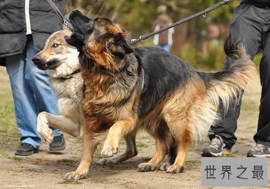 【图】最珍贵结晶捷克狼犬，留意冒充混血狼犬相当危