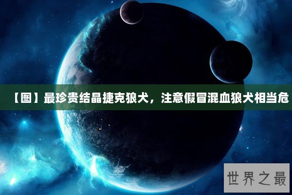 【图】最珍贵结晶捷克狼犬，注意假冒混血狼犬相当危