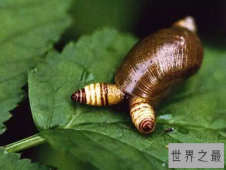 【图】最恐怖的存在“僵尸蜗牛”，现实版动物大战僵