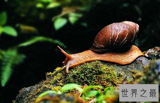 【图】最恐惧的存在“僵尸蜗牛”，事实版动物大战僵