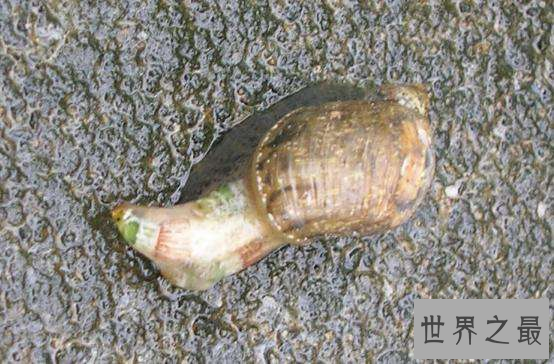 【图】最恐惧的存在“僵尸蜗牛”，事实版动物大战僵