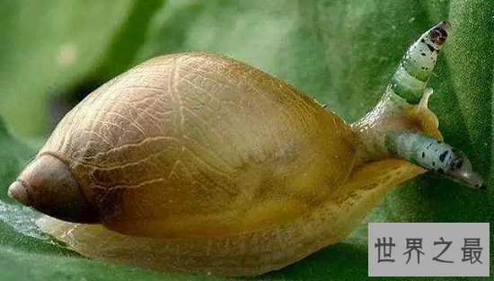 【图】最恐惧的存在“僵尸蜗牛”，事实版动物大战僵