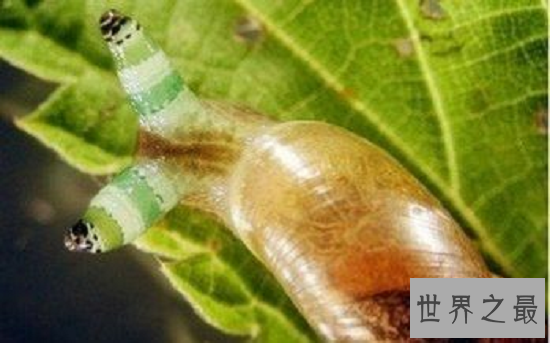 【图】最恐惧的存在“僵尸蜗牛”，事实版动物大战僵