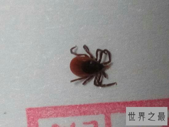 【图】经过蜱虫图片了解这种虫子，钻进人体病菌感染