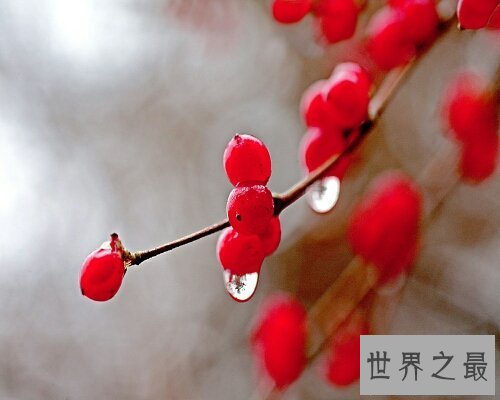 【图】王菲唱的红豆歌词是什么？