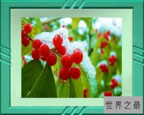 【图】王菲唱的红豆歌词是什么？