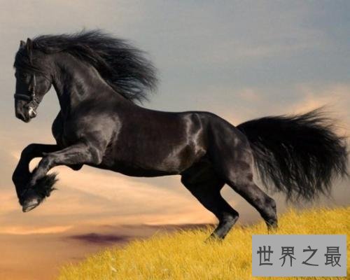 【图】射手座和什么星座最配，白羊座男女的性格，他