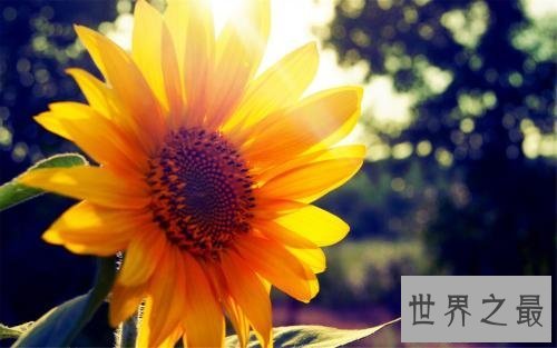 【图】射手座和什么星座最配，白羊座男女的性格，他