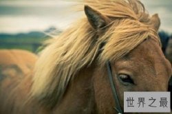 【图】射手座和什么星座最配，白羊座男女的性格，他